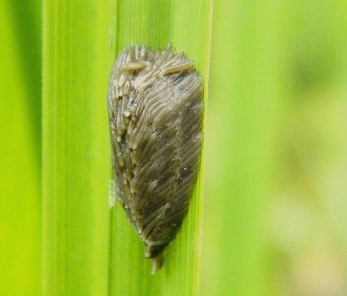 Potrebbero essere uova? S. Uova di Tabanidae